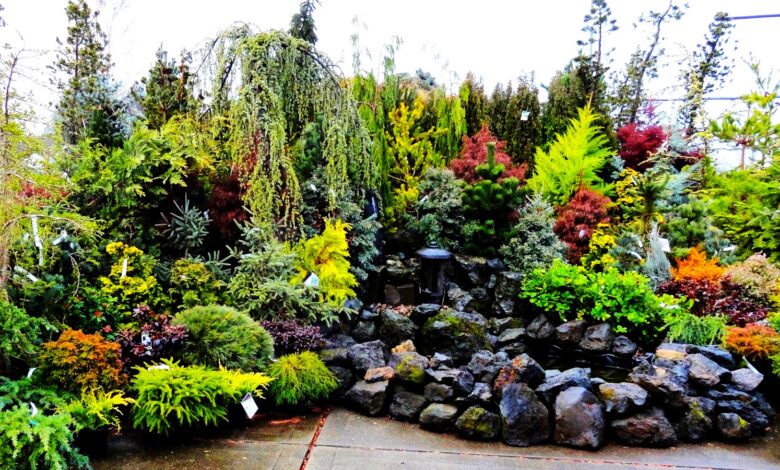 Conifer Design Ideas And Using Conifers In The Garden What Do You Mix With Conifers, Do Conifers Like Direct Sunlight