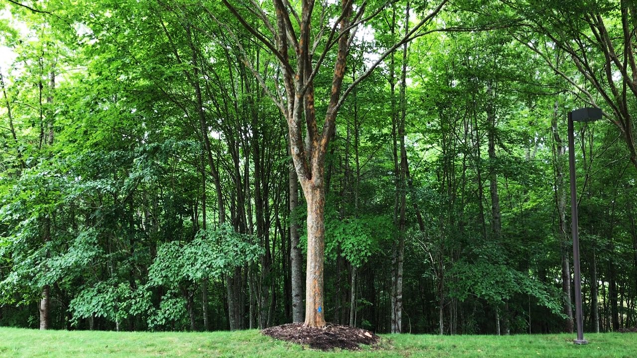 Drake Elm Tree Growing What İs The Lifespan Of Drake Elm And How Do You Take Care Of An Elm