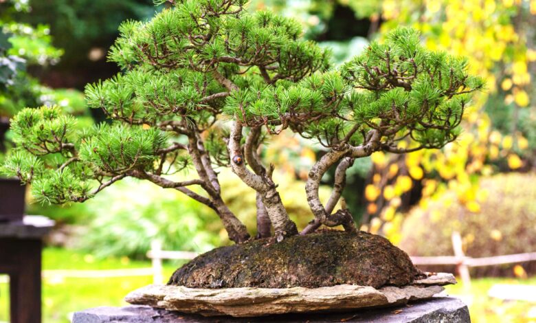 Growing Conifer Trees Inside, Caring For Coniferous Houseplants Best Fertilizer For Conifers İn Pots