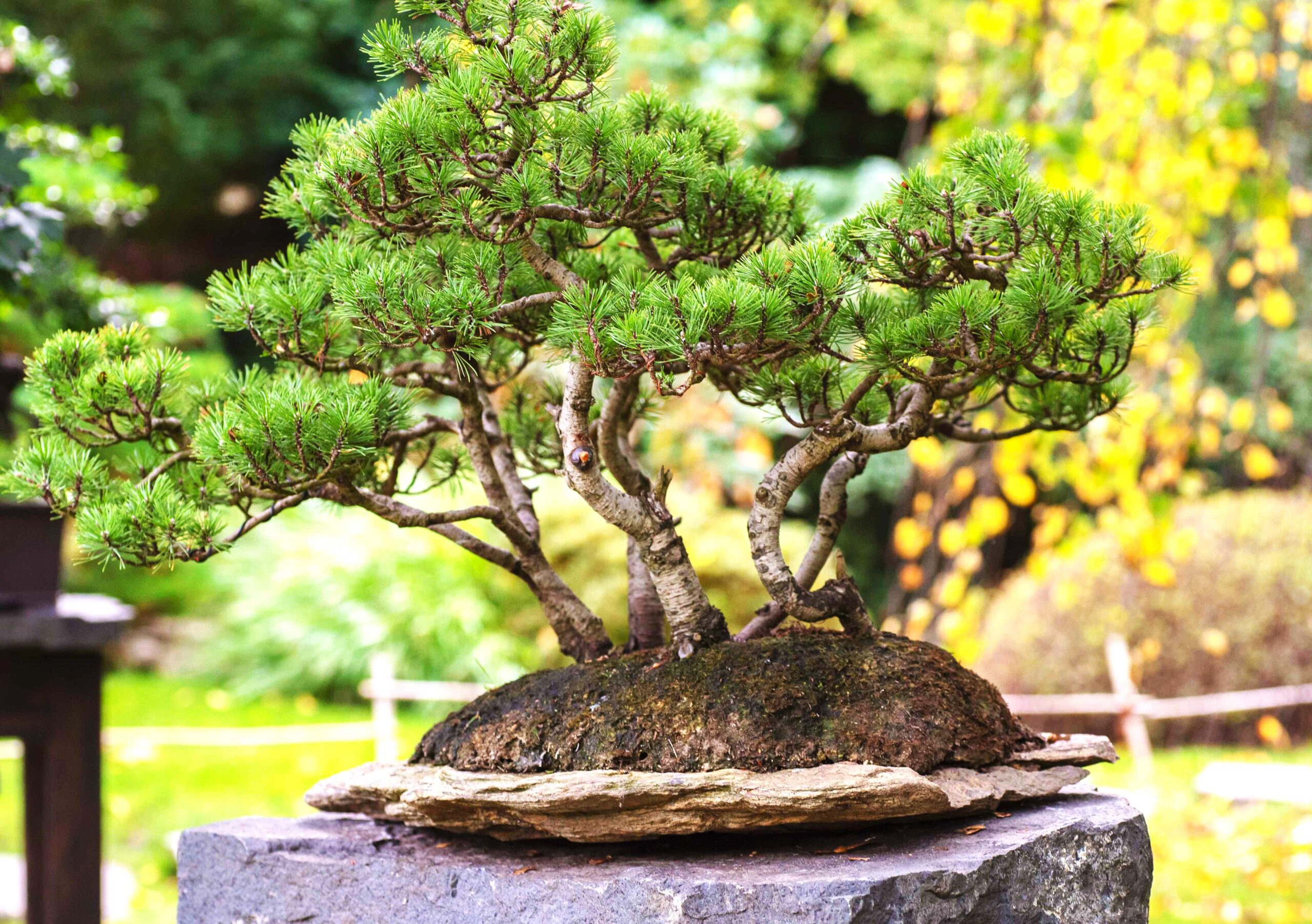 Growing Conifer Trees Inside, Caring For Coniferous Houseplants Best Fertilizer For Conifers İn Pots