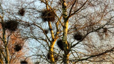 How Do You İdentify A Witches Broom Symptoms Of Witches' Broom On Trees And Shrubs