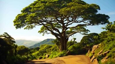 Mahogany Tree Uses And Information About Mahogany Trees What Are The Characteristics Of A Mahogany Tree And What Are The Uses Of Mahogany Tree