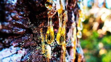 Pine Tree Sap Season Pine Tree Sap Uses And Information, Is Pine Tree Sap Safe To Use And What İs Pine Tree Resin Used For