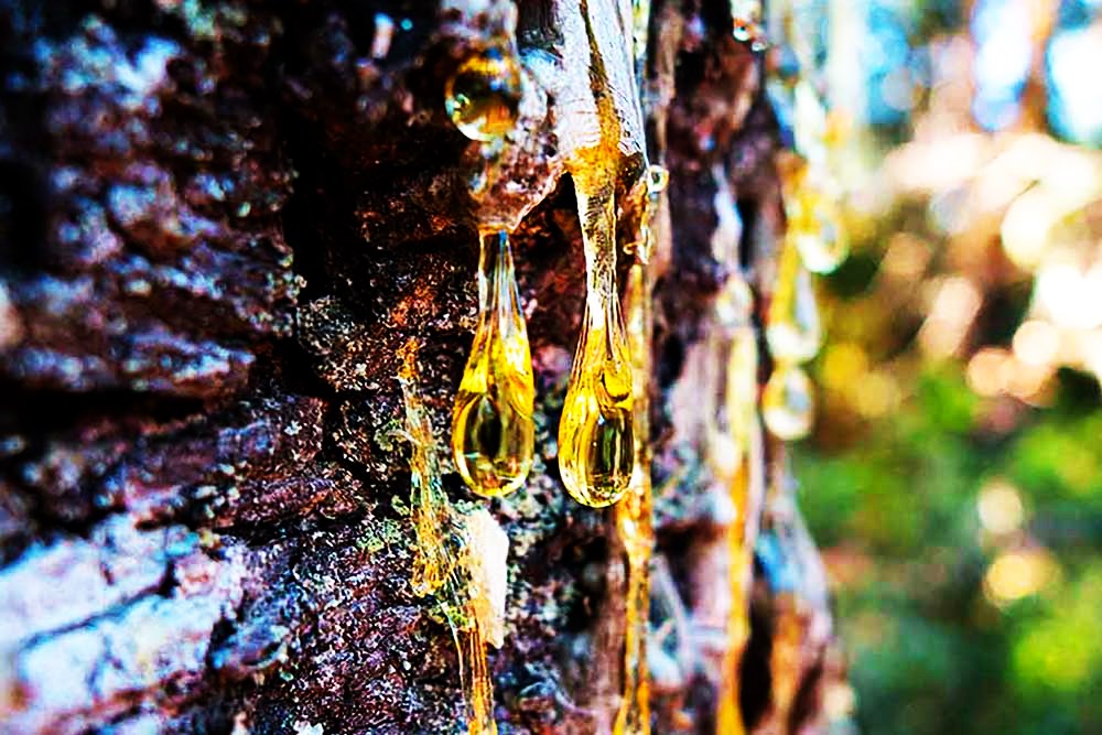 Pine Tree Sap Season Pine Tree Sap Uses And Information, Is Pine Tree Sap Safe To Use And What İs Pine Tree Resin Used For