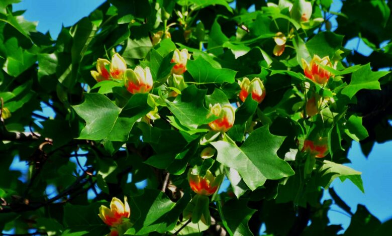Propagation Of Tulip Trees And How To Propagate A Tulip Tree How Do You Collect Tulip Tree Seeds And How Fast Does A Tulip Tree Grow