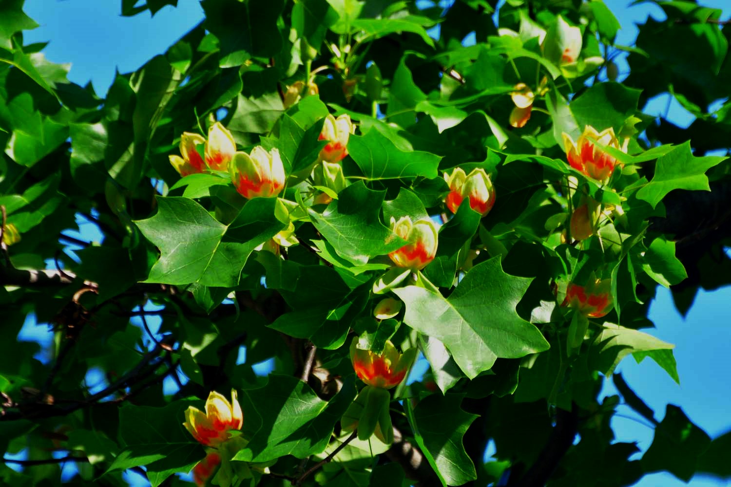 Propagation Of Tulip Trees And How To Propagate A Tulip Tree How Do You Collect Tulip Tree Seeds And How Fast Does A Tulip Tree Grow