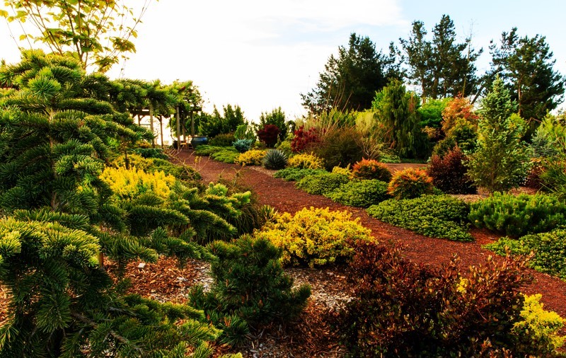 Two Tone Conifers Learn About Variegation In Conifers, What Are