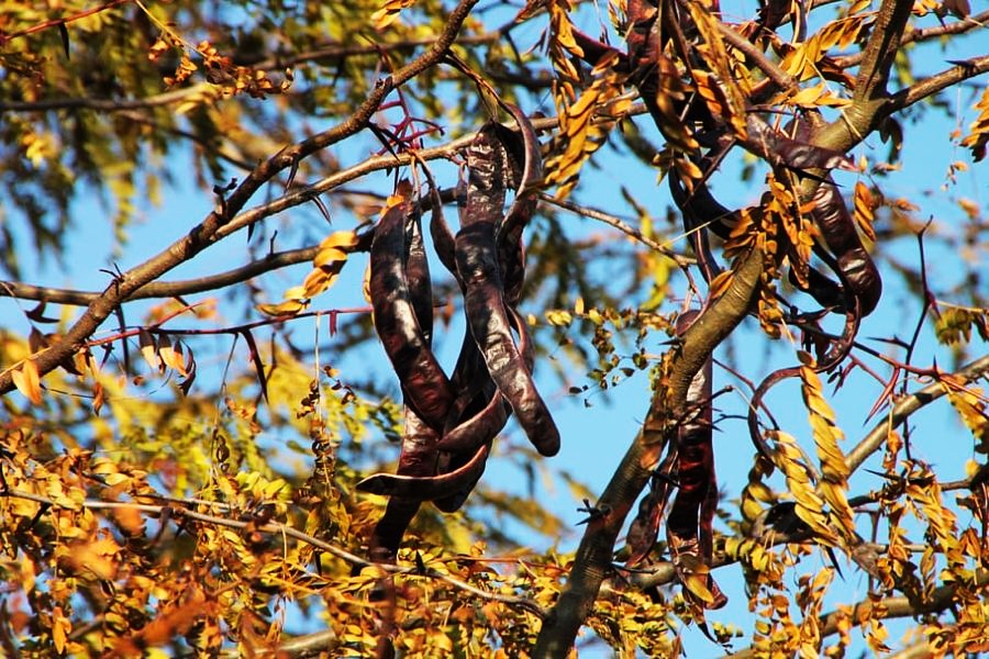 What Are Carobs Learn About Carob Tree Care, What Are Carobs Used For And How Long Does A Carob Tree Live