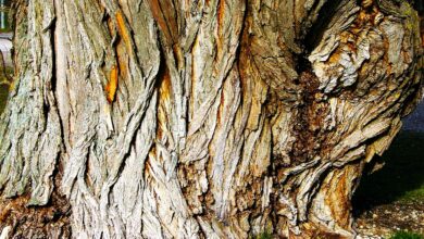 Willow Tree Bark Is Falling Off, Why İs The Bark Coming Off My Willow Tree How To Treat Peeling Willow Bark