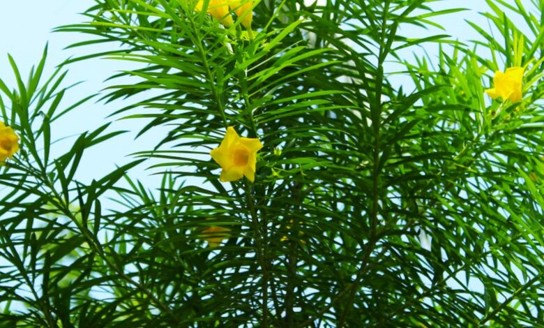 Yellow Oleander Care What İs Yellow Oleander Used For