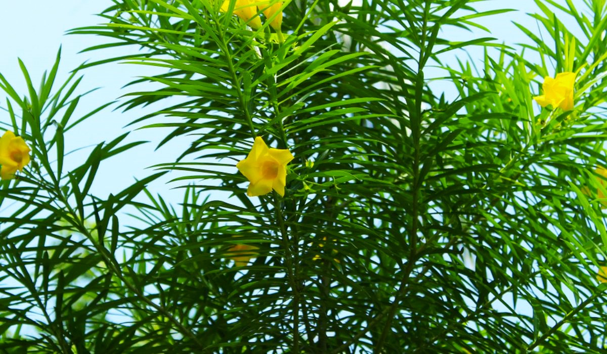 Yellow Oleander Care What İs Yellow Oleander Used For