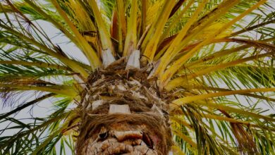 Pink Rot On Palms, What İs The Pink Fungus On My Palm Tree: Tips For Treating Palms With Pink Rot Fungus