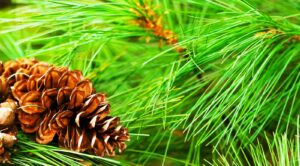 When Do Conifers Shed Needles