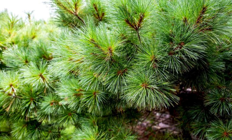 When Do Conifers Shed Needles What Causes Pine Trees To Lose Their Needles