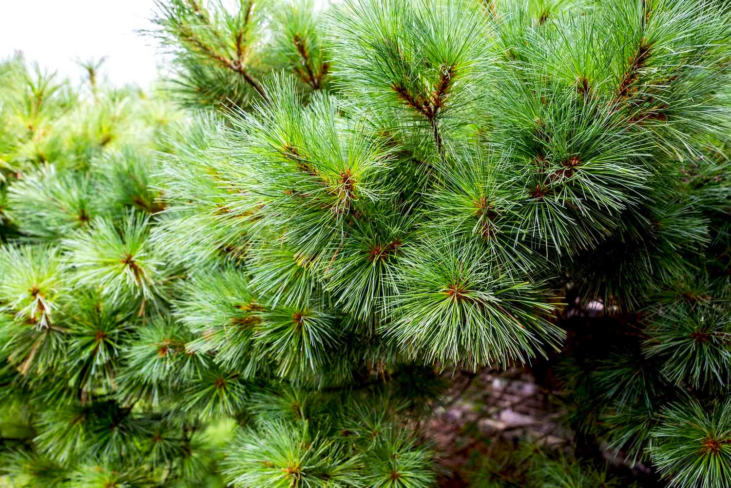 When Do Conifers Shed Needles What Causes Pine Trees To Lose Their Needles