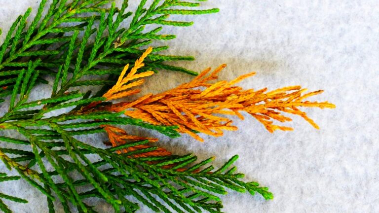 Leyland Cypress Diseases: How Do You Save A Dying Leyland Cypress Tree?