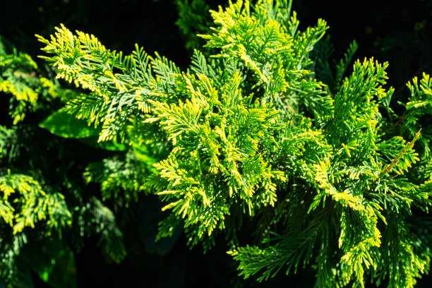 Leyland Cypress Diseases How Do You Save A Dying Leyland Cypress Tree