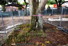 Trees And Construction Preventing Tree Damage In Work Zones