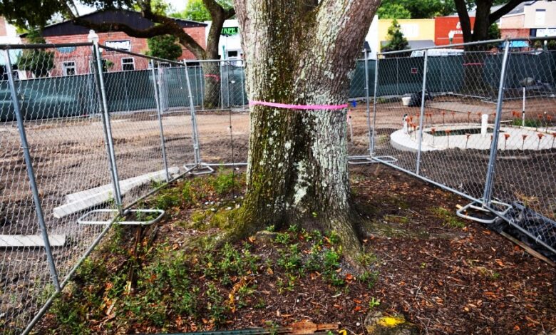 Trees And Construction Preventing Tree Damage In Work Zones