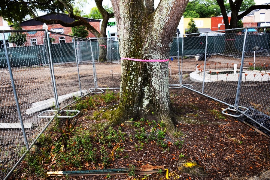 Trees And Construction Preventing Tree Damage In Work Zones