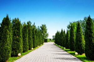 Arborvitae Ultimate Care And Growing Guide