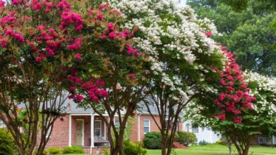 Crepe Myrtle Pruning Guide