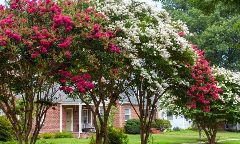 Crepe Myrtle Pruning Guide