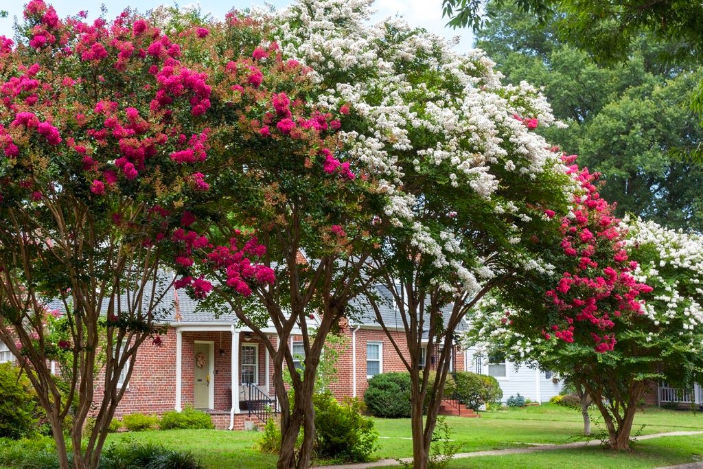 How To Trim Crepe Myrtle Like A Gardening Guru In Minutes! - g7t6hz3