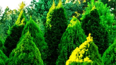 How to Care for Arborvitae