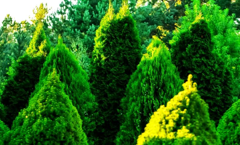 How to Care for Arborvitae