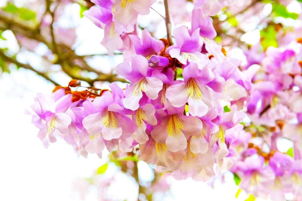 Tips On Getting Rid Of Royal Empress Trees