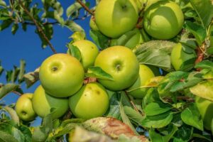 Apple Cork Spot What Is It