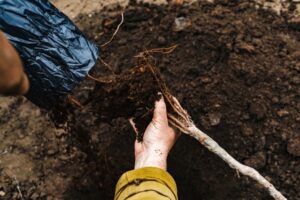 Apple Tree Feeding 101 Best Fertilizers and Tips for Healthy Growth