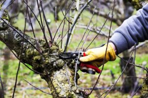 Best Practices for Removing Water Sprouts on Apple Trees to Boost Growth