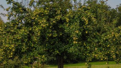 Candy Crisp Apple Growing Guide Expert Tips for a Sweet Harvest