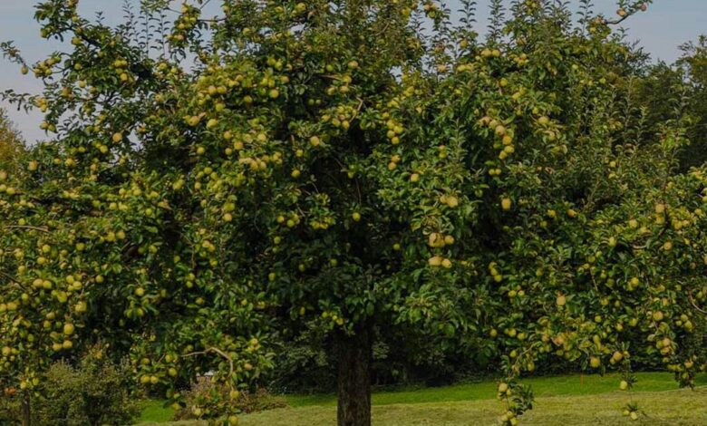 Candy Crisp Apple Growing Guide Expert Tips for a Sweet Harvest