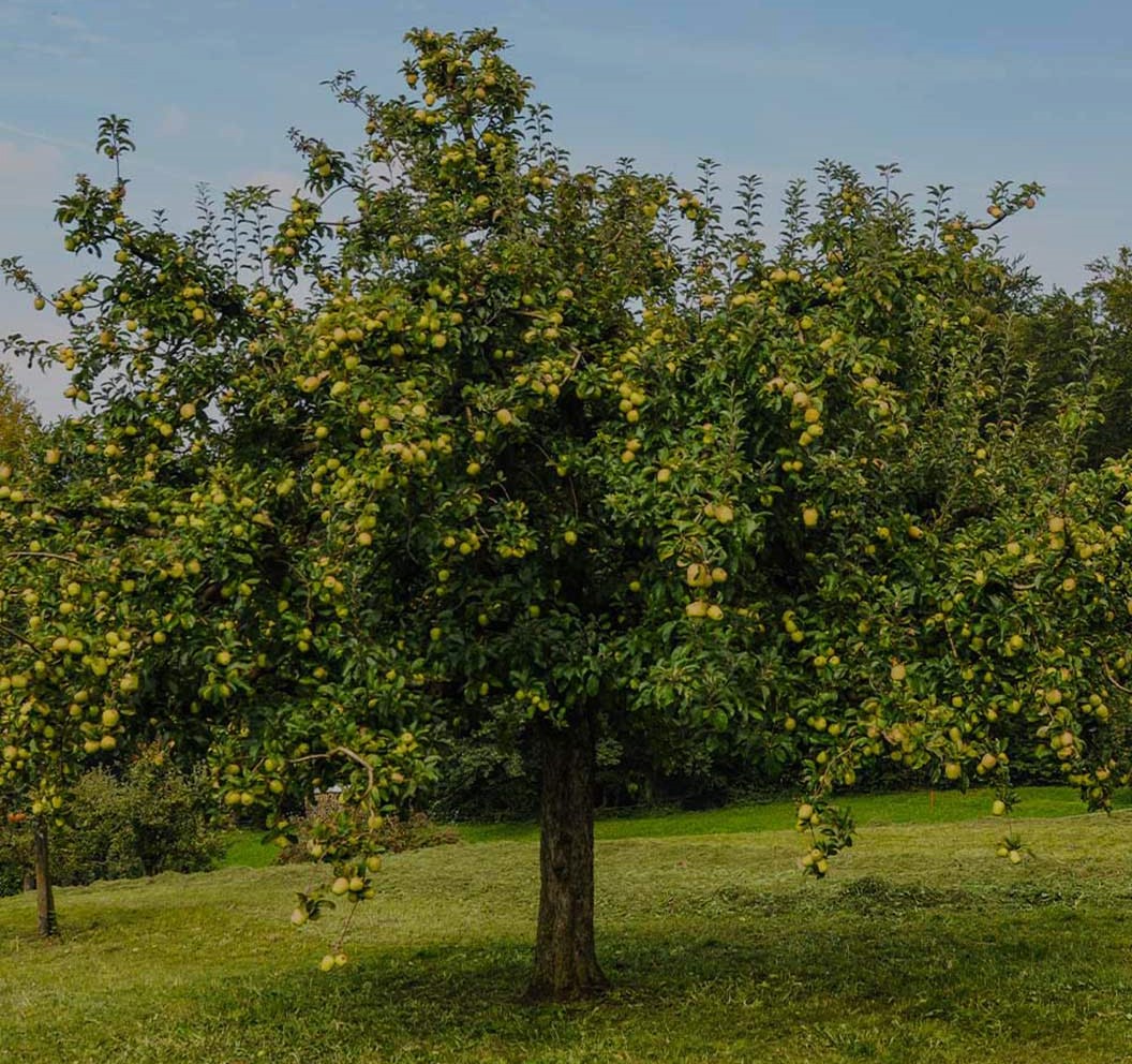 Candy Crisp Apple Growing Guide Expert Tips for a Sweet Harvest