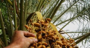 Date Palm