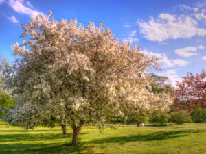 Distinctive Decorative Trees