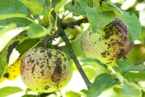 Effective Solutions for Managing Apple Blotch Fungus Protect Your Apple Trees Naturally