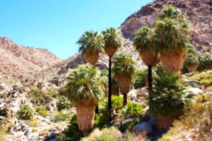 Fan palm in California