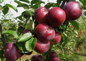 Fortune Apple Tree Care Tips