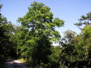 Heavenly Tree