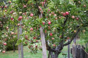 How Do You Grow An Apple Tree From Pips