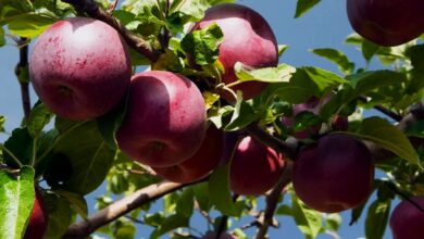 How To Grow Fortune Apple Trees Best Practices For