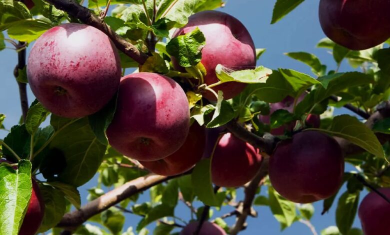 How To Grow Fortune Apple Trees Best Practices For