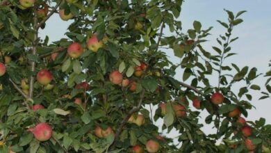 How To Plant Apple Seeds That Can Flourish How To Get Apple Seeds To Sprout