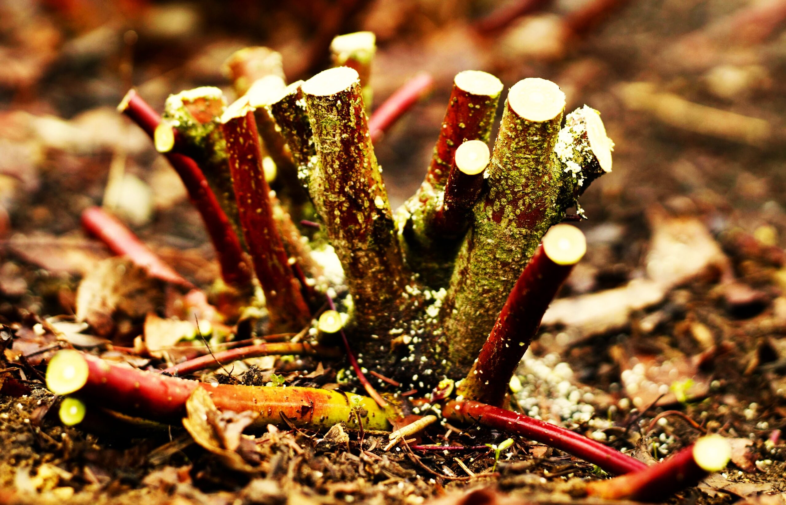 How & When To Do It Pruning Dogwood Trees