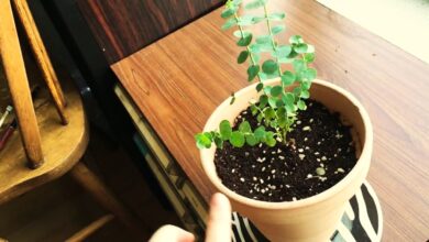 How to Grow Indoor Eucalyptus Plants