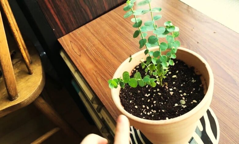 How to Grow Indoor Eucalyptus Plants